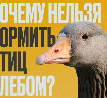 Можно ли кормить птиц хлебом?